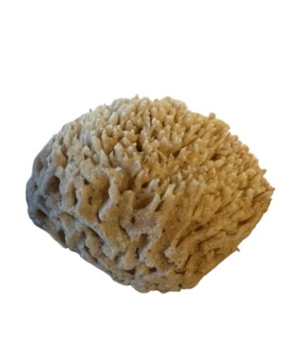 Caribbean Wool Морска гъба за бебета и деца